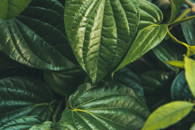 Photo une photo complète de feuilles vertes fraîches