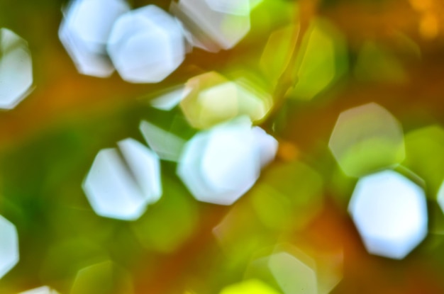 Photo une photo complète de feuilles vertes fraîches