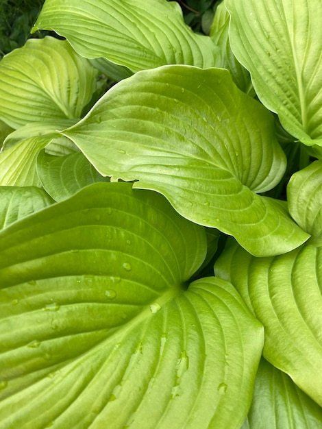 Photo une photo complète des feuilles.