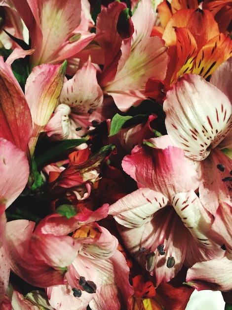 Photo une photo complète d'une fleur blanche