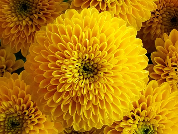 Photo une photo complète d'une fleur jaune