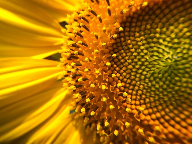 Photo une photo complète d'une fleur jaune