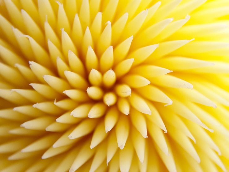 Photo une photo complète d'une fleur jaune