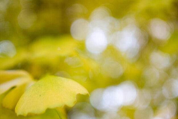 Photo une photo complète d'une fleur jaune