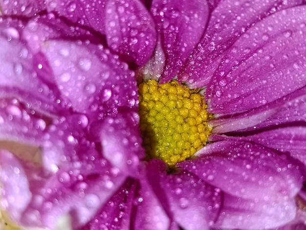 Photo une photo complète d'une fleur rose mouillée