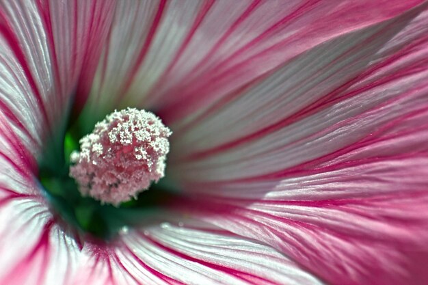 Photo une photo complète d'une fleur rose