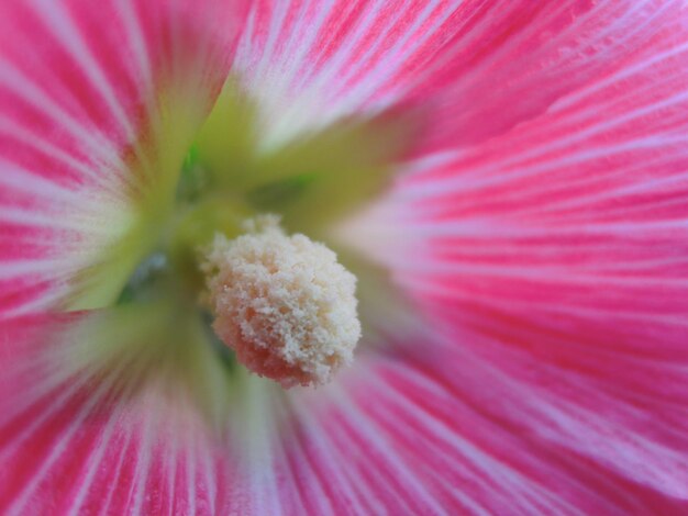 Photo une photo complète d'une fleur rose