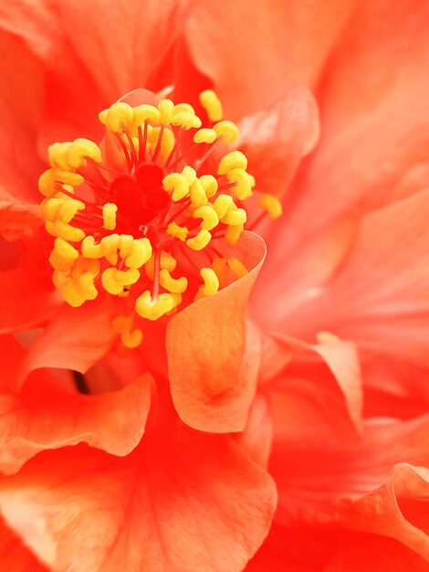 Photo une photo complète de la fleur rouge.