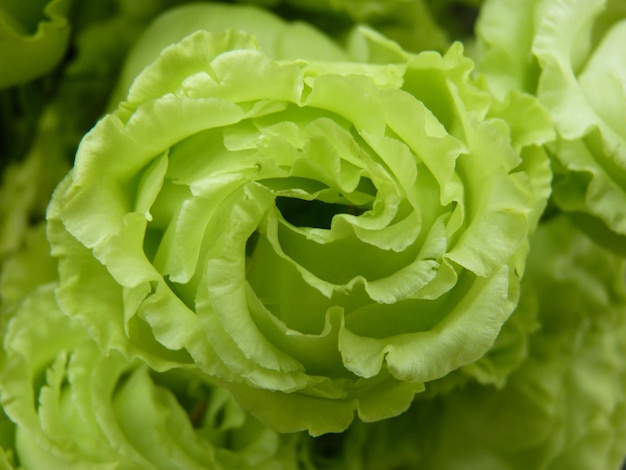 Photo une photo complète d'une fleur verte fraîche