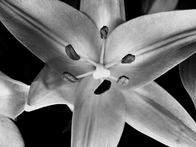 Photo une photo complète de fleurs blanches