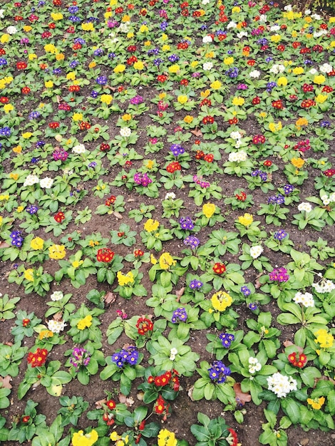 Photo une photo complète des fleurs colorées qui fleurissent sur le champ