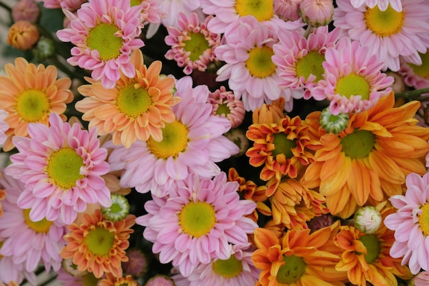 Une photo complète de fleurs en fleurs à l'extérieur