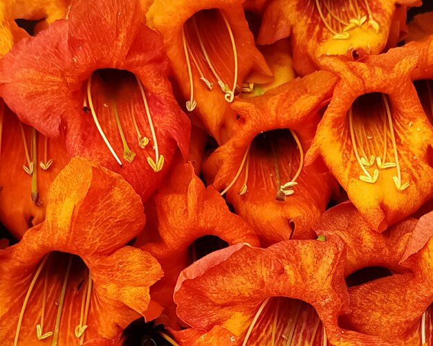 Photo une photo complète des fleurs fraîches de tecomilla undulata en pleine floraison