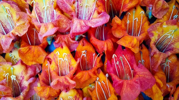 Photo une photo complète des fleurs de tecomilla undulata