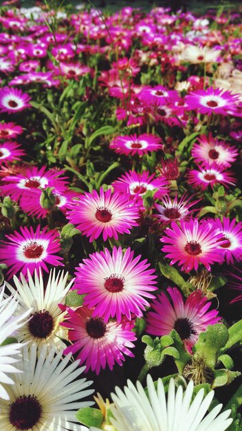 Une photo complète de fleurs violettes