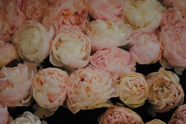 Une photo complète de fleurs.