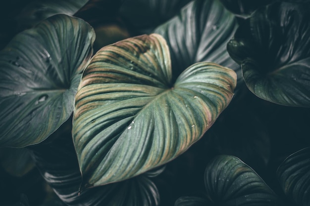 Une photo complète de fleurs.