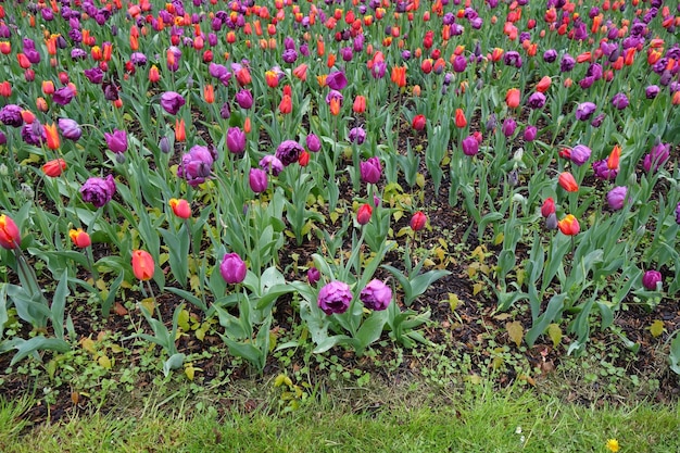 Une photo complète de fleurs