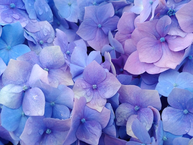 Une photo complète d'hortensias violettes fraîches