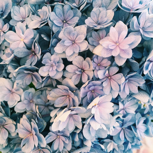 Une photo complète des hortensias