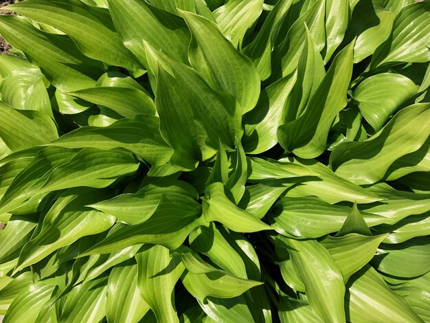 Photo une photo complète des légumes qui poussent à la ferme