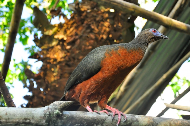 Photo complète d'un oiseau