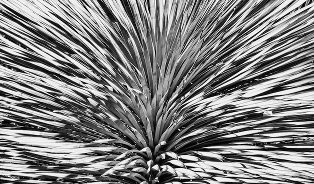 Photo une photo complète d'un palmier