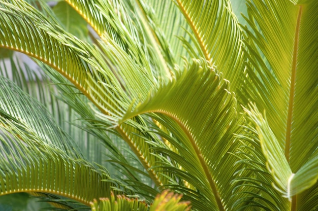 Une photo complète des palmiers