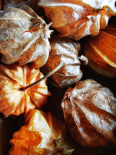 Photo une photo complète de la physalis péruviana sèche