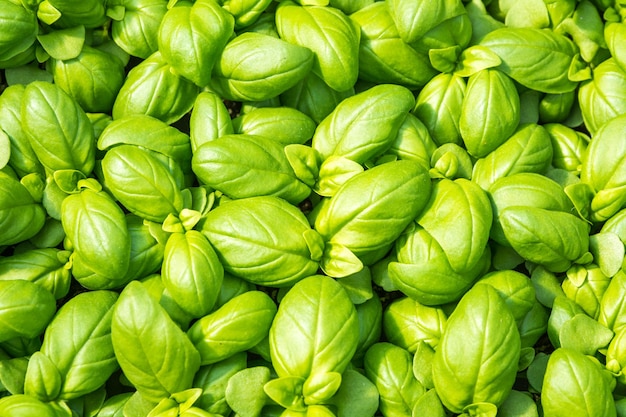 Une photo complète des piments verts.