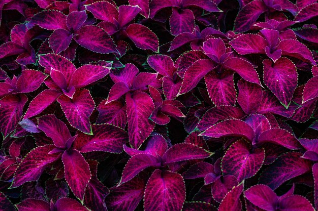 Photo une photo complète d'une plante à fleurs rouges