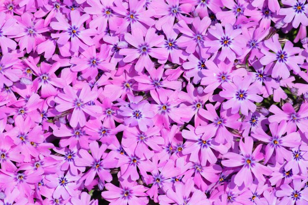 Photo une photo complète d'une plante à fleurs violettes