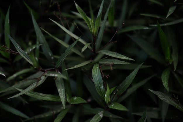 Une photo complète d'une plante verte fraîche