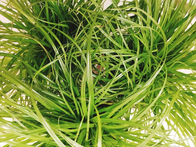 Photo une photo complète d'une plante verte fraîche