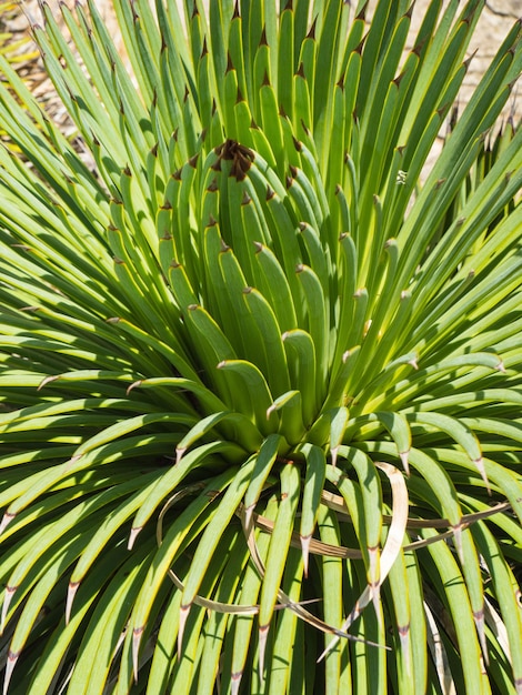 Photo une photo complète d'une plante verte