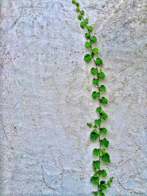 Photo une photo complète d'une plante verte