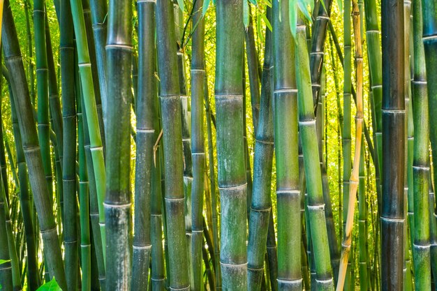 Photo une photo complète des plantes de bambou