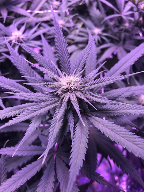 Une photo complète des plantes de cannabis