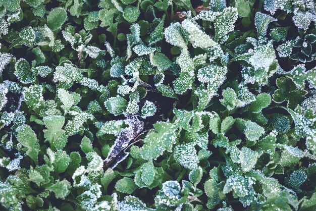 Photo une photo complète de plantes congelées