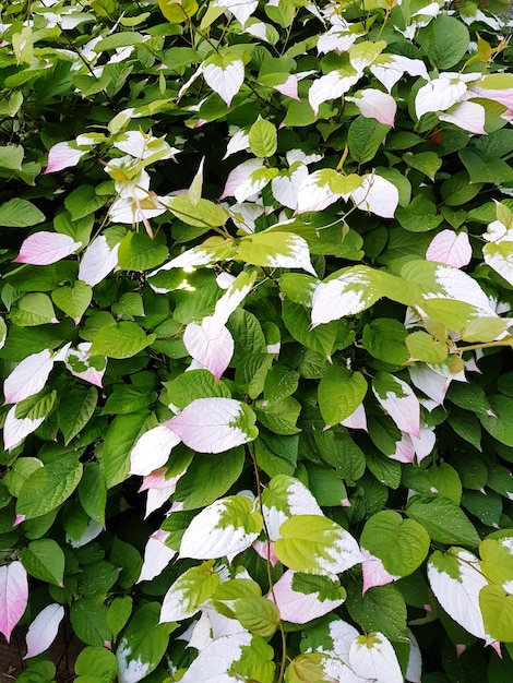 Une photo complète de plantes à fleurs blanches