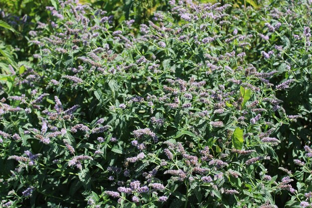 Une photo complète de plantes à fleurs sur le champ