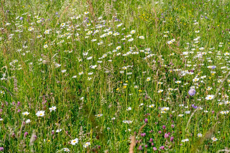 Photo une photo complète de plantes à fleurs sur le champ