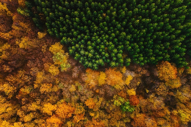 Une photo complète de plantes à fleurs jaunes à l'automne