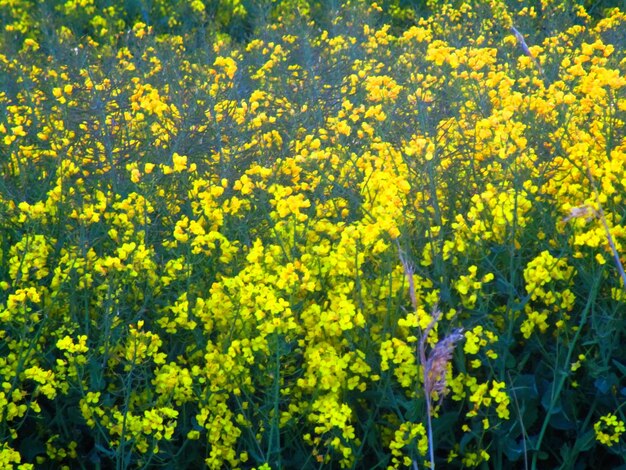 Photo une photo complète de plantes à fleurs jaunes fraîches dans le champ