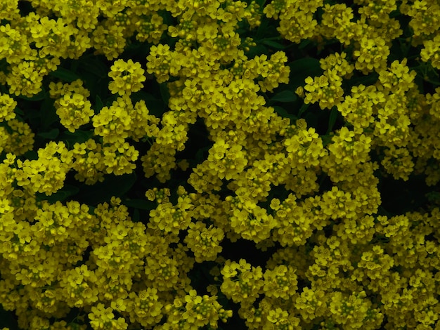 Une photo complète de plantes à fleurs jaunes