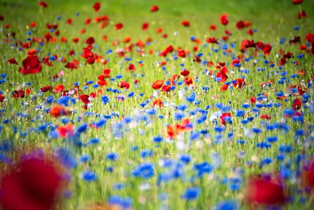 Photo une photo complète de plantes à fleurs multicolores