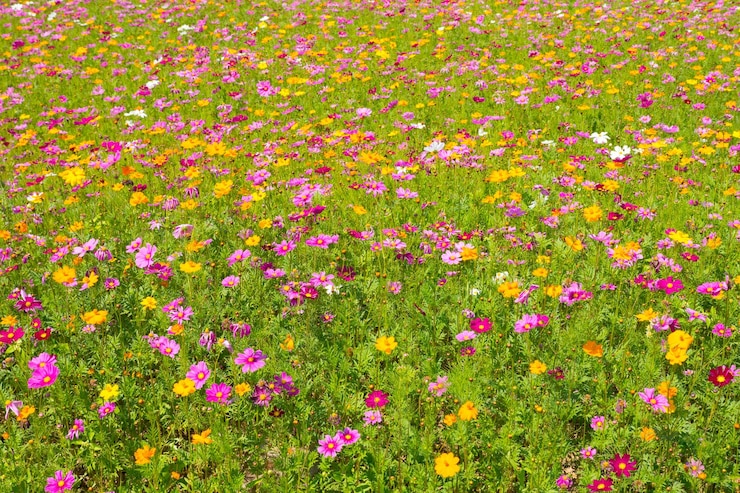 Photo une photo complète de plantes à fleurs roses sur le champ