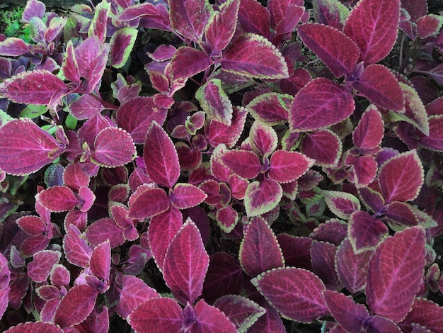 Photo une photo complète de plantes à fleurs roses