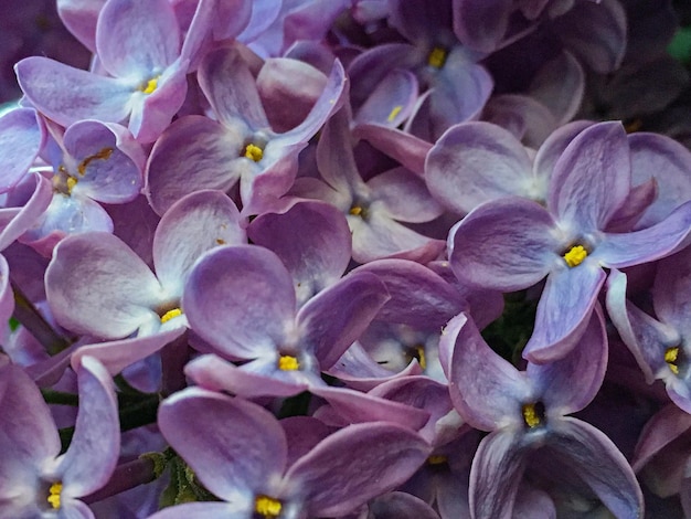 Photo une photo complète de plantes à fleurs roses