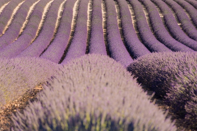 Une photo complète de plantes à fleurs violettes